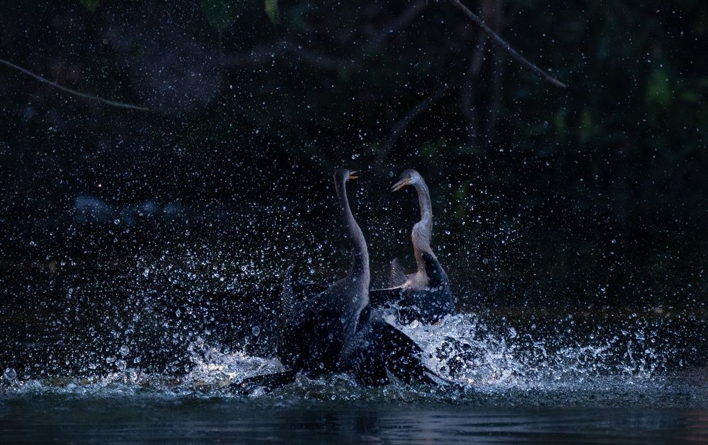 Photograph by Harsha Devalla