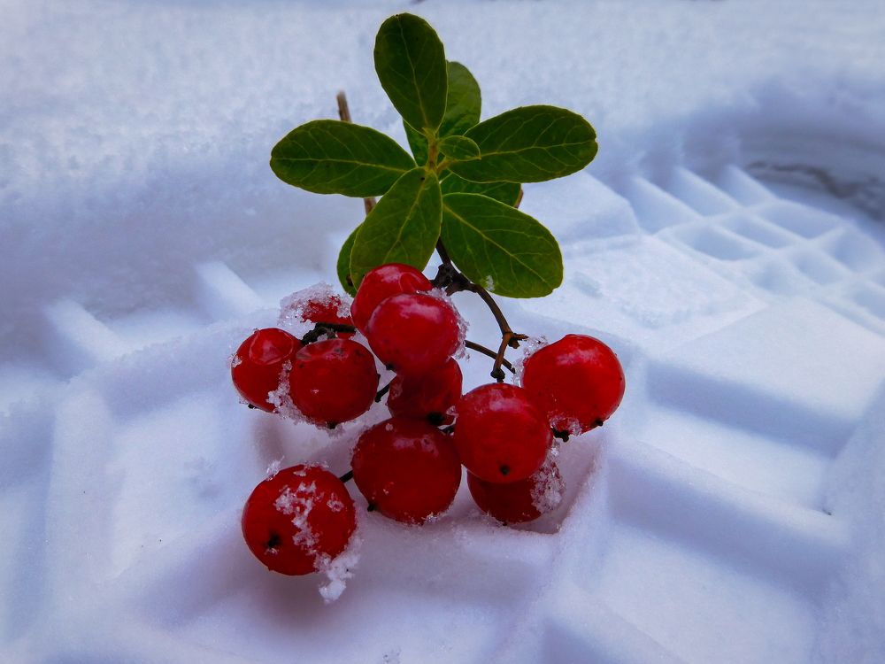 Photograph by Игорь Смирнов