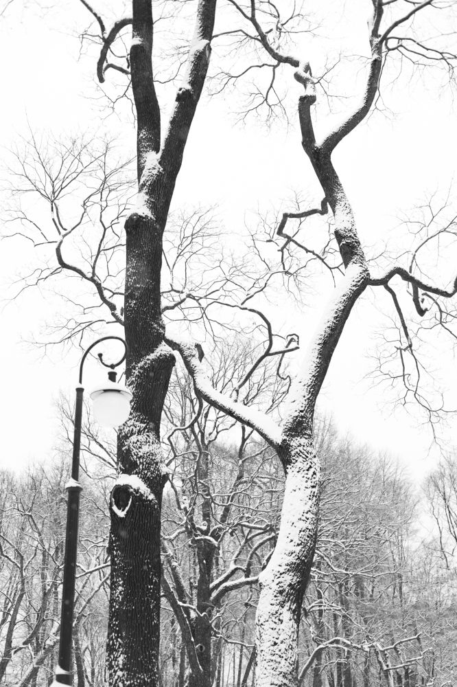 Photograph by Ольга Холм