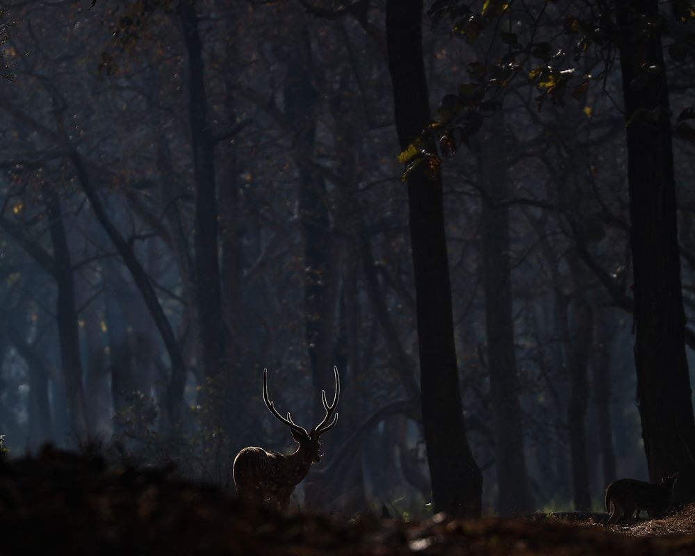 Photograph by RAVI S