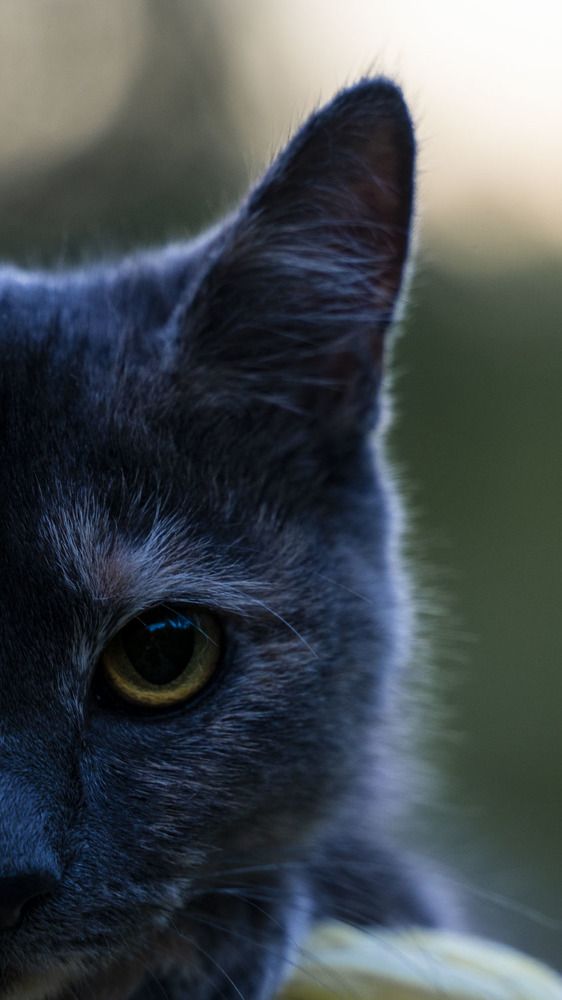 Фотография автора Владимир Романов