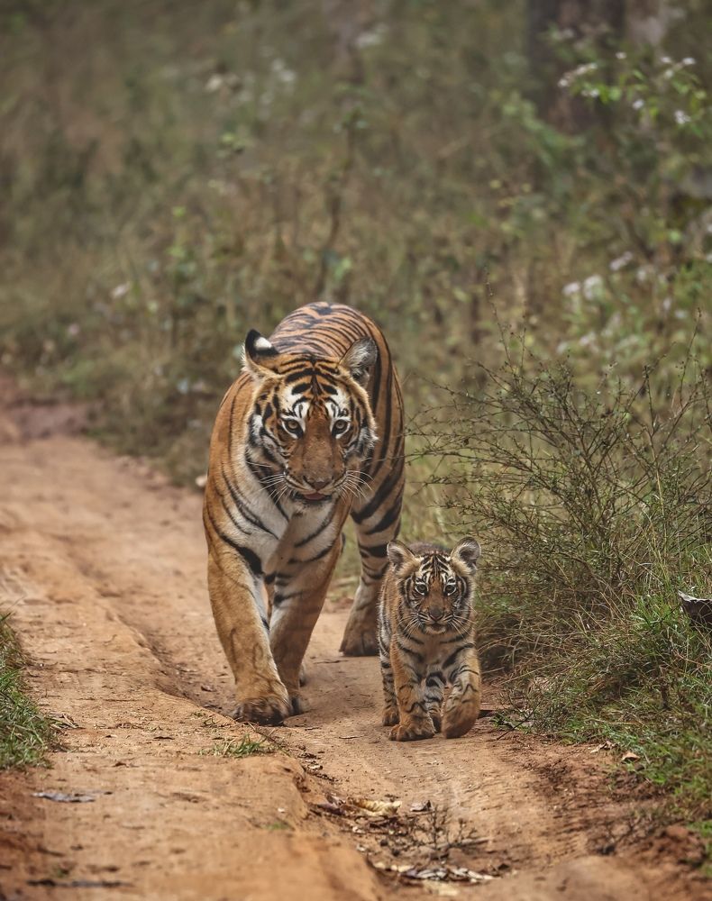 Photograph by RAVI S