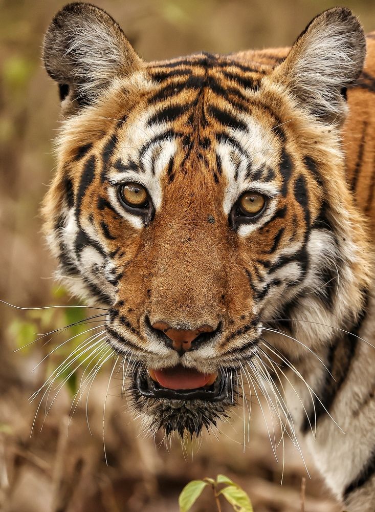 Photograph by RAVI S