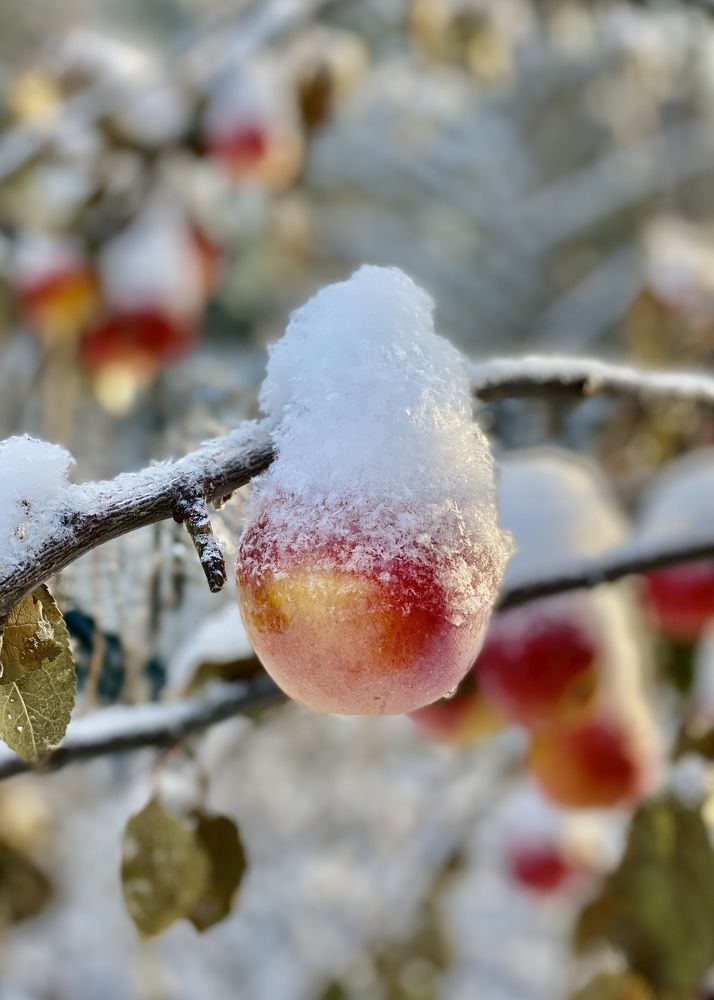 Фотография автора ГУЗАЛИЯ ГАНИЕВА