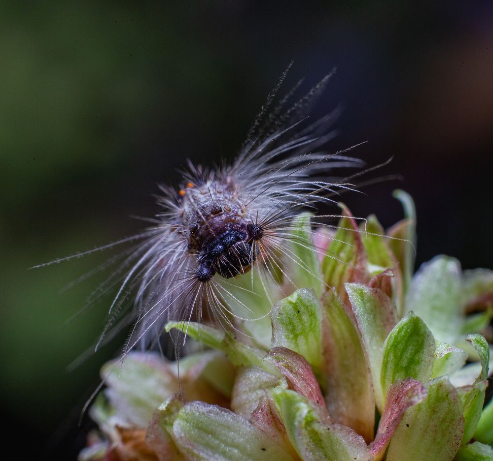 Фотография автора Laddu Sasindu Pramuditha De Silva