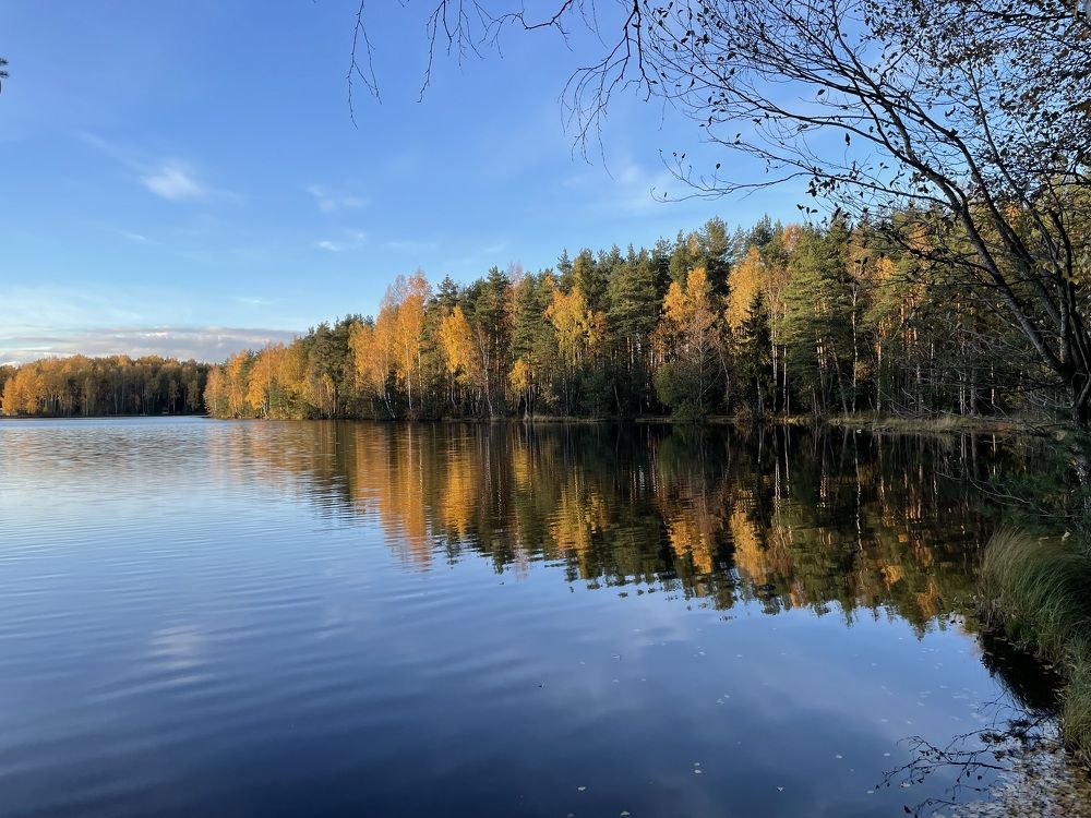 Золото лесов