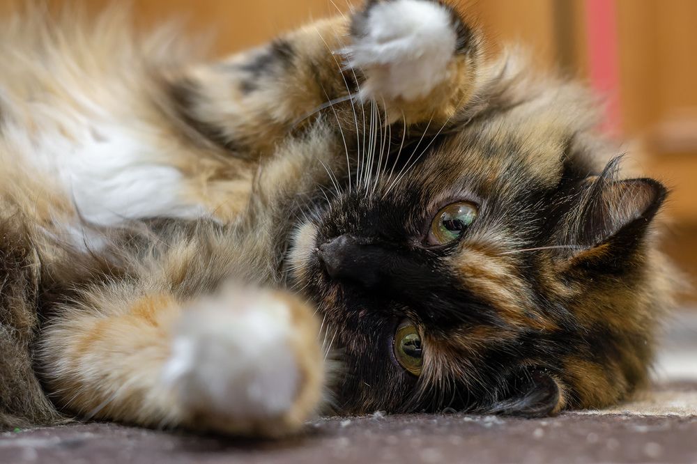 Photograph by Вячеслав Орос