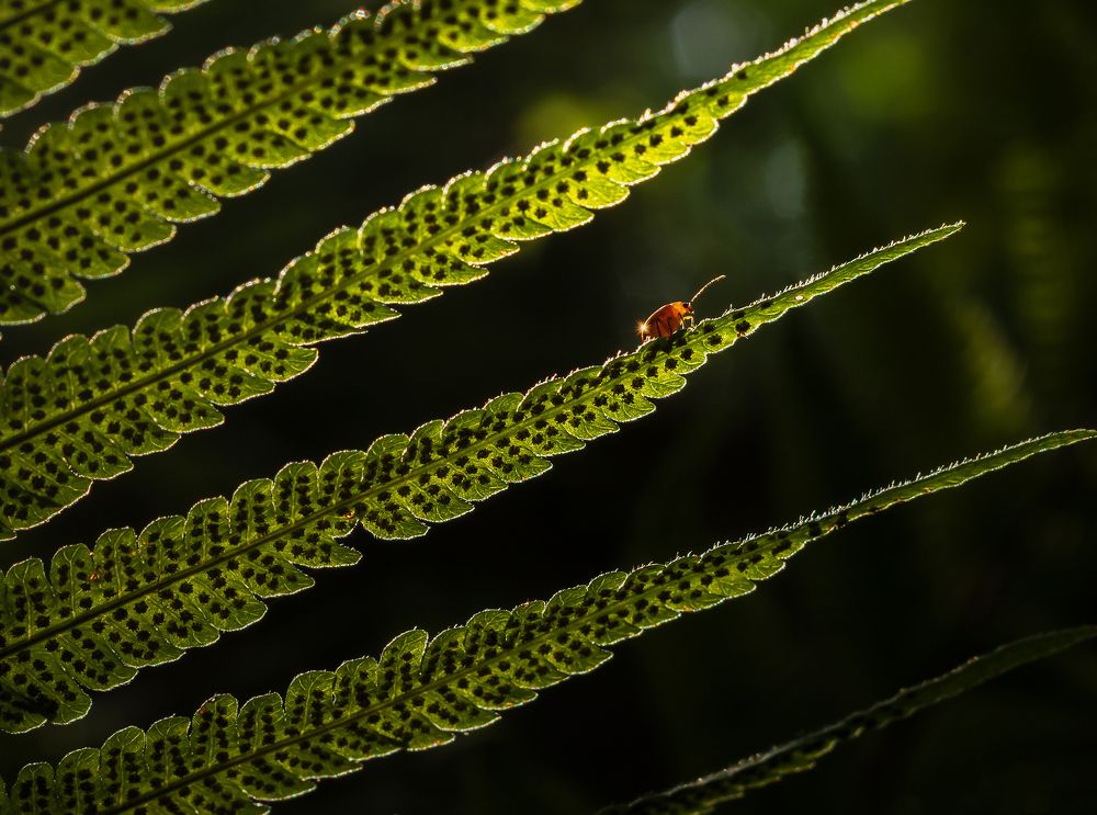 Photograph by Valdir Hobus