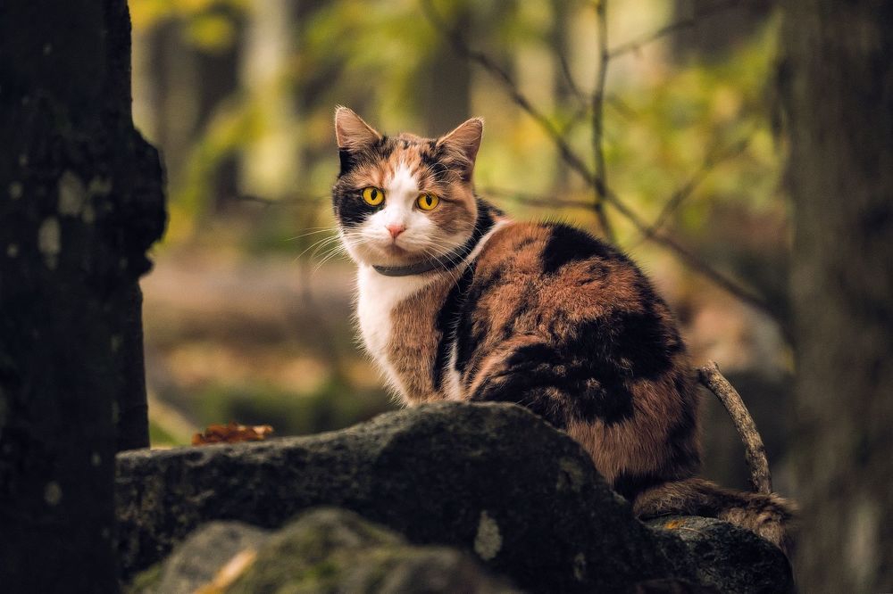 Photograph by Jan Musil