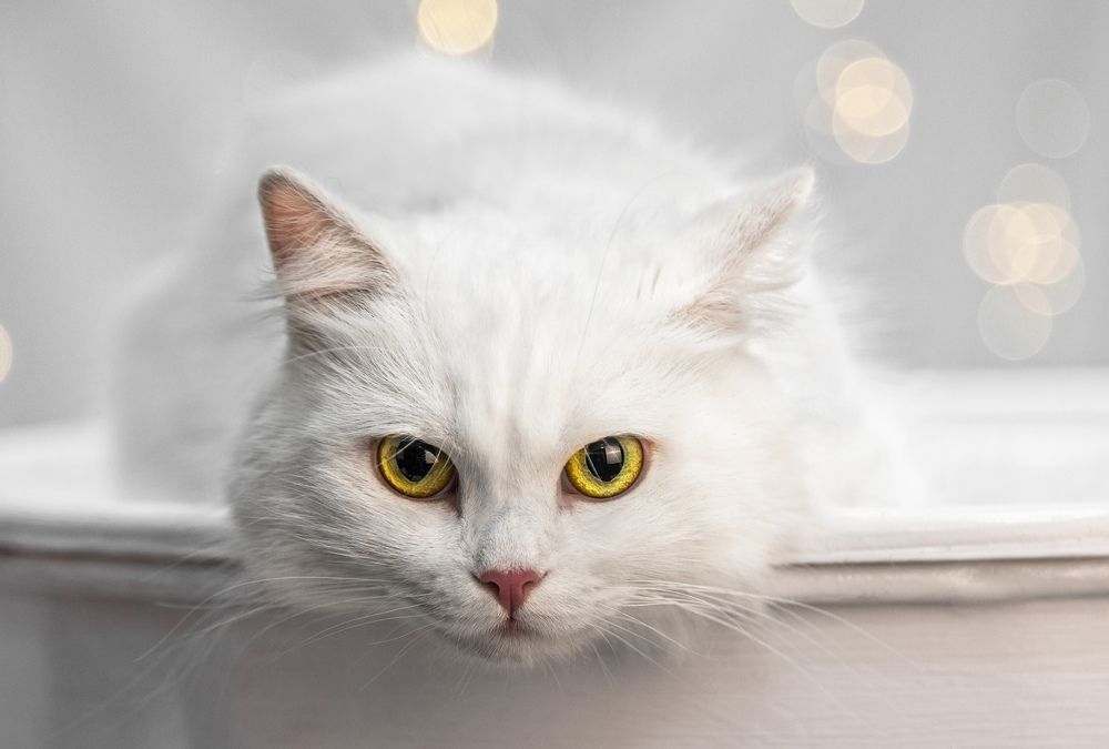 Photograph by Елена Андреева