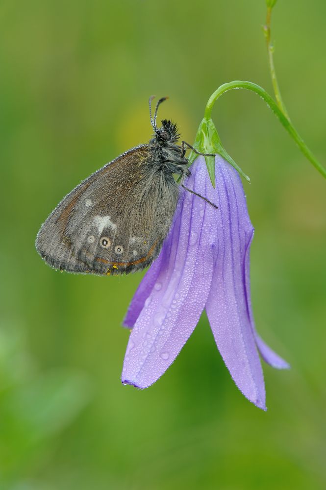 Сиреневый звон.