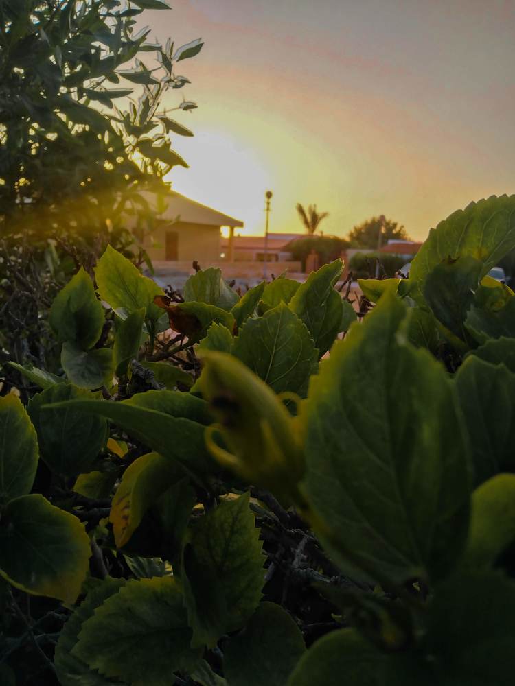 Photograph by Nour Kamal