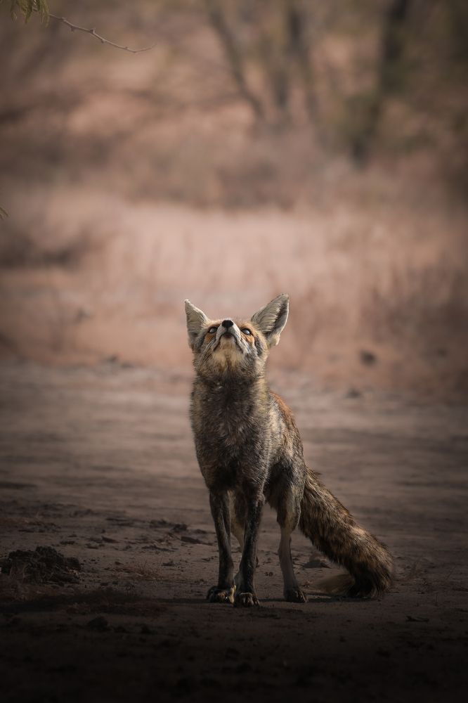 Фотография автора HITESHKUMAR PATEL