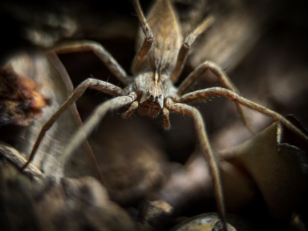 Photograph by Пауки и насекомые