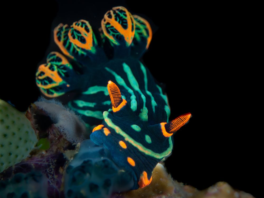 Show de colores en el pequeño mini nudi