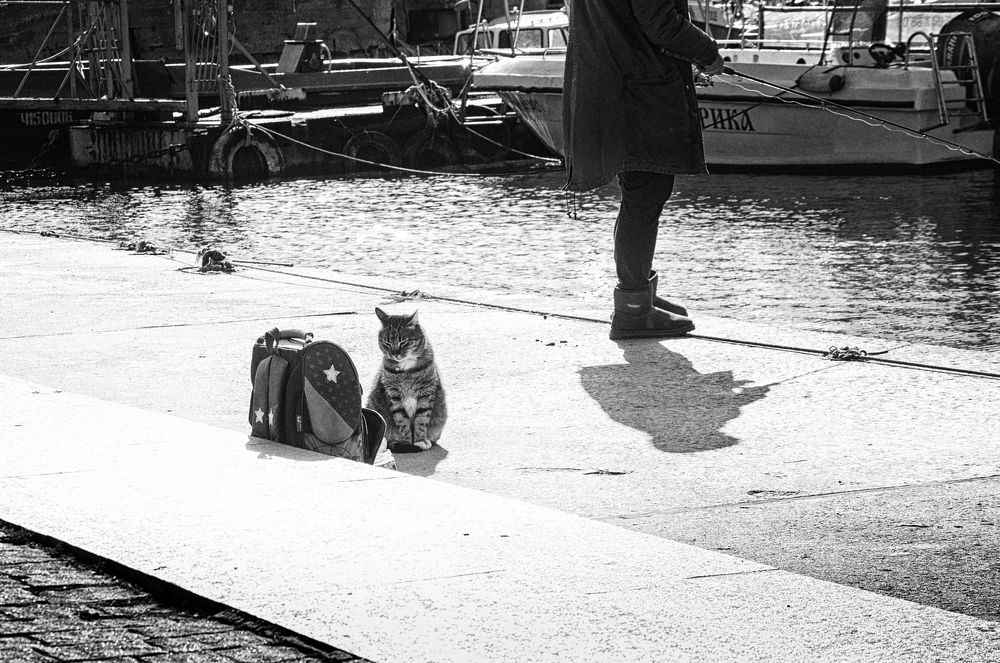 Балаклавские коты