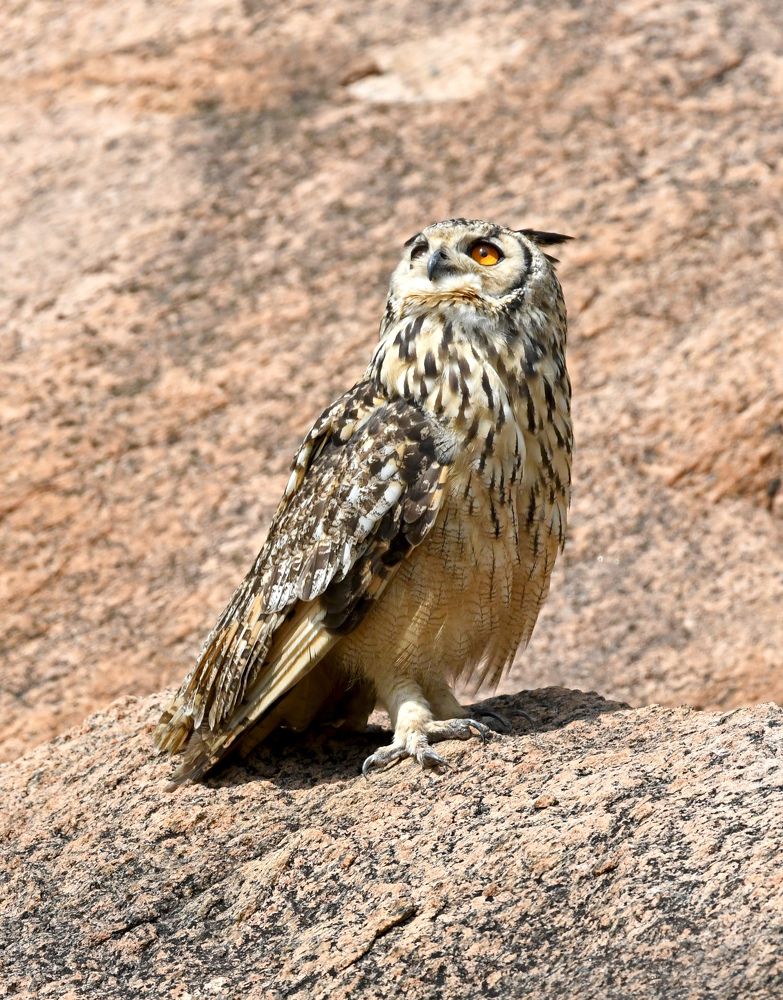 Photograph by Angshuman Mitra