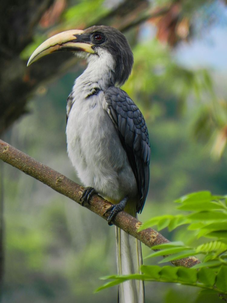 Wildlife