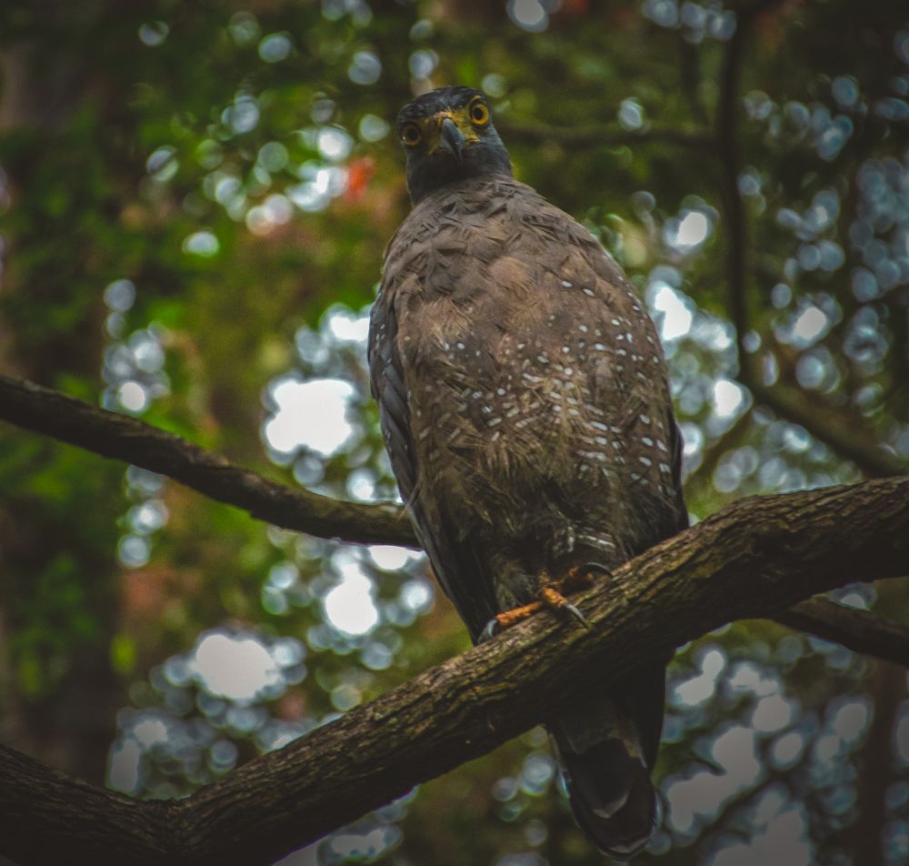 Photograph by Lahiru pathurana