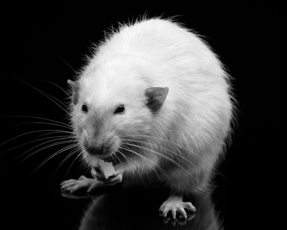 Фотография автора Кирилл Сизов