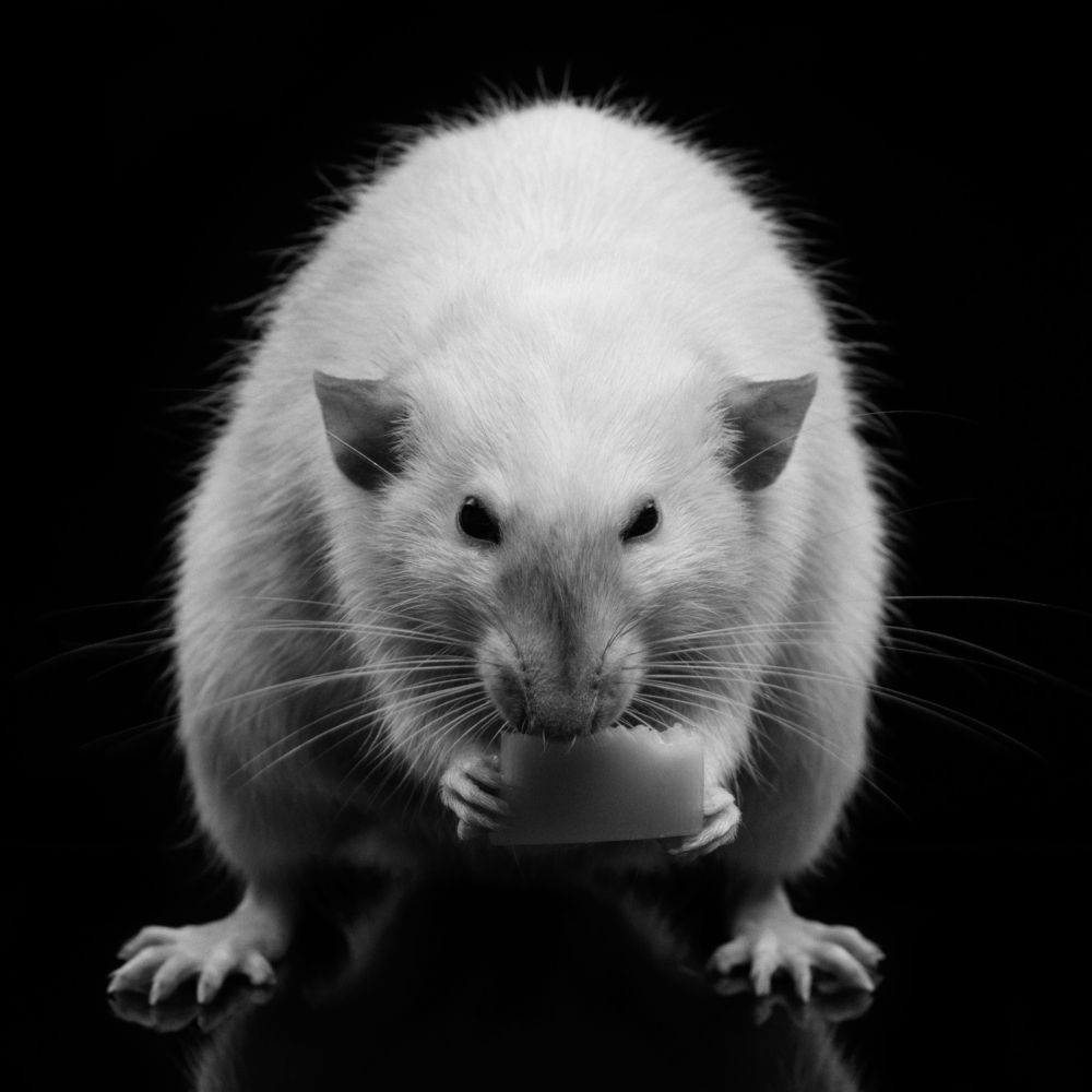 Фотография автора Кирилл Сизов