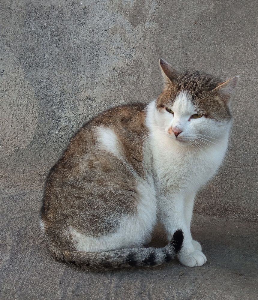 Фотография автора Hormat Alakbarova