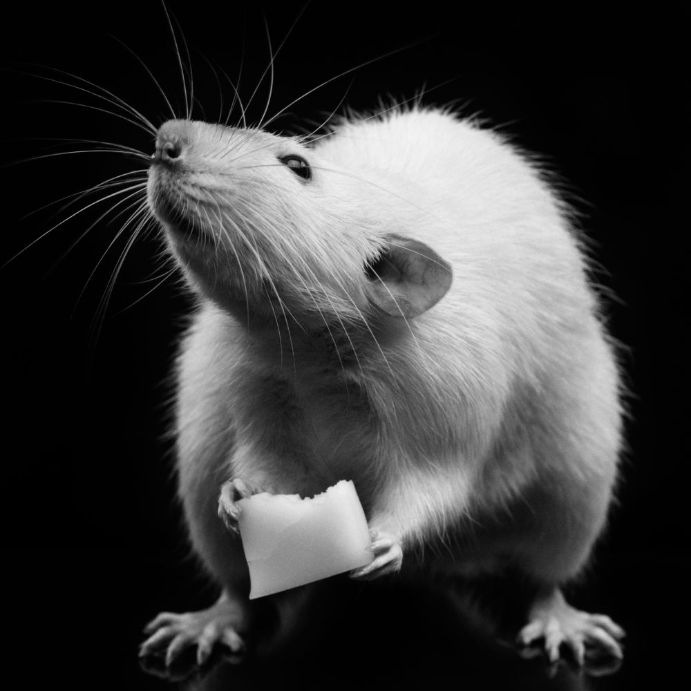 Фотография автора Кирилл Сизов