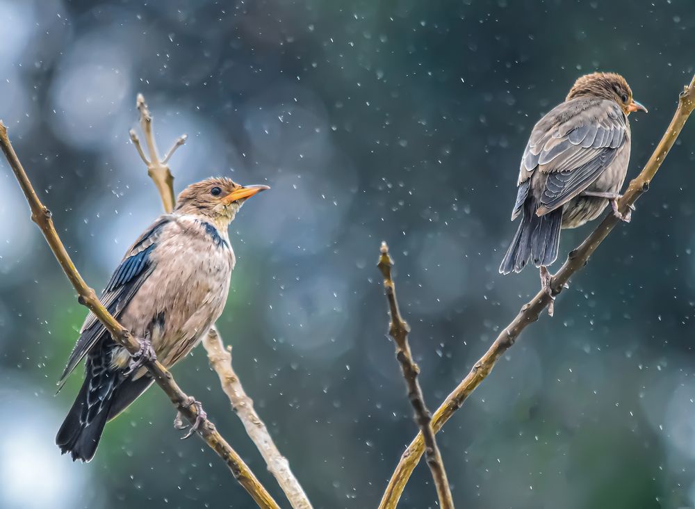 Photograph by Muhammed Zidan Photography