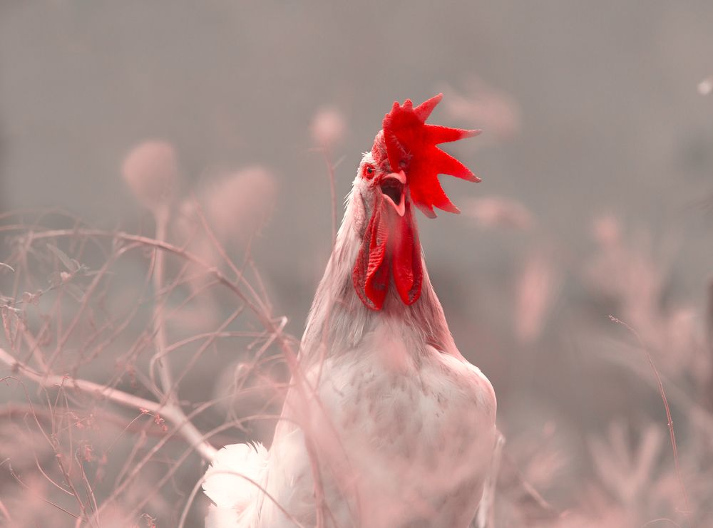 Photograph by G N RAJA