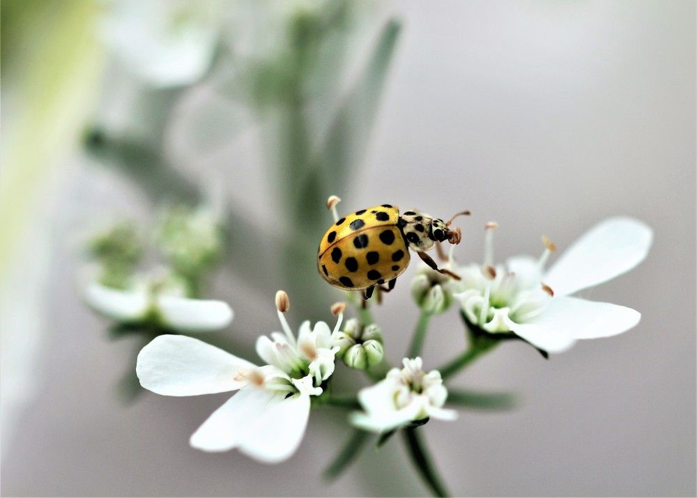 Photograph by НАТАЛЬЯ РОДИНА