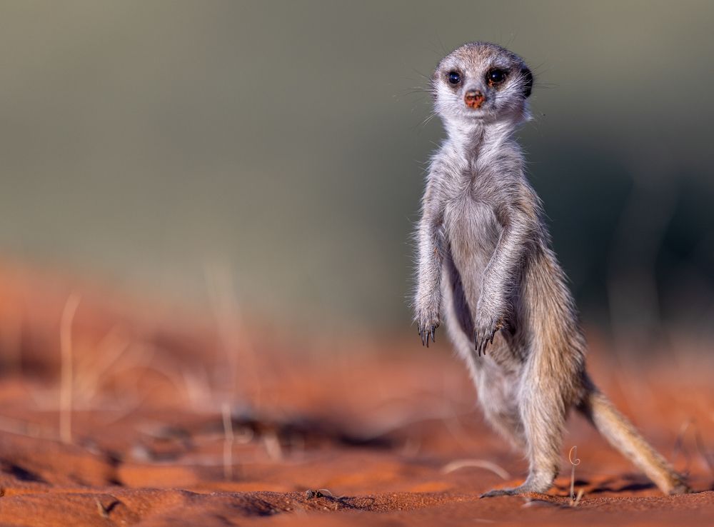 Meerkat at sundowner