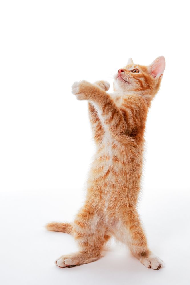 Эй, вы там, на верху!