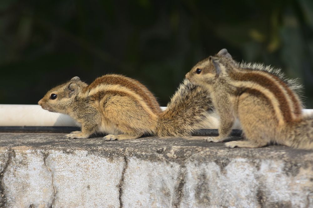 Photograph by Rajesh Kashyap