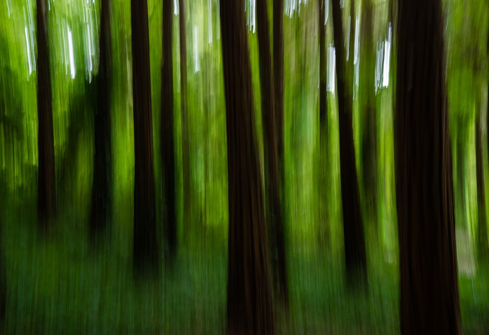 Photograph by Silvia Ribeiro