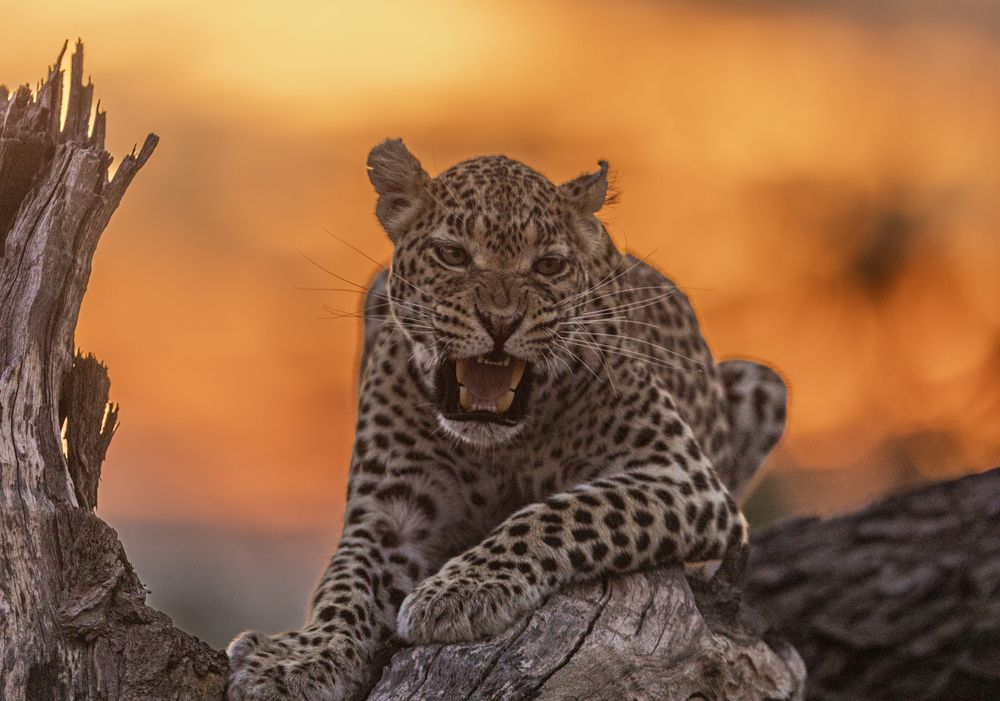 Photograph by Silvia Ribeiro