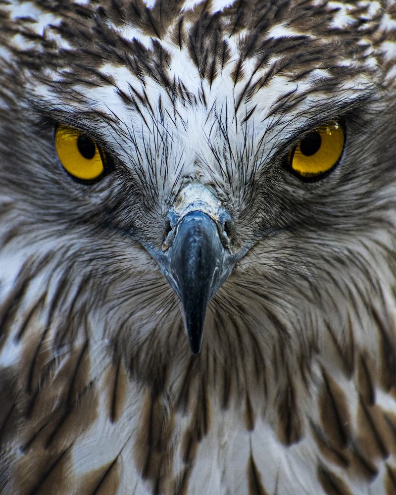 the lord of the rings