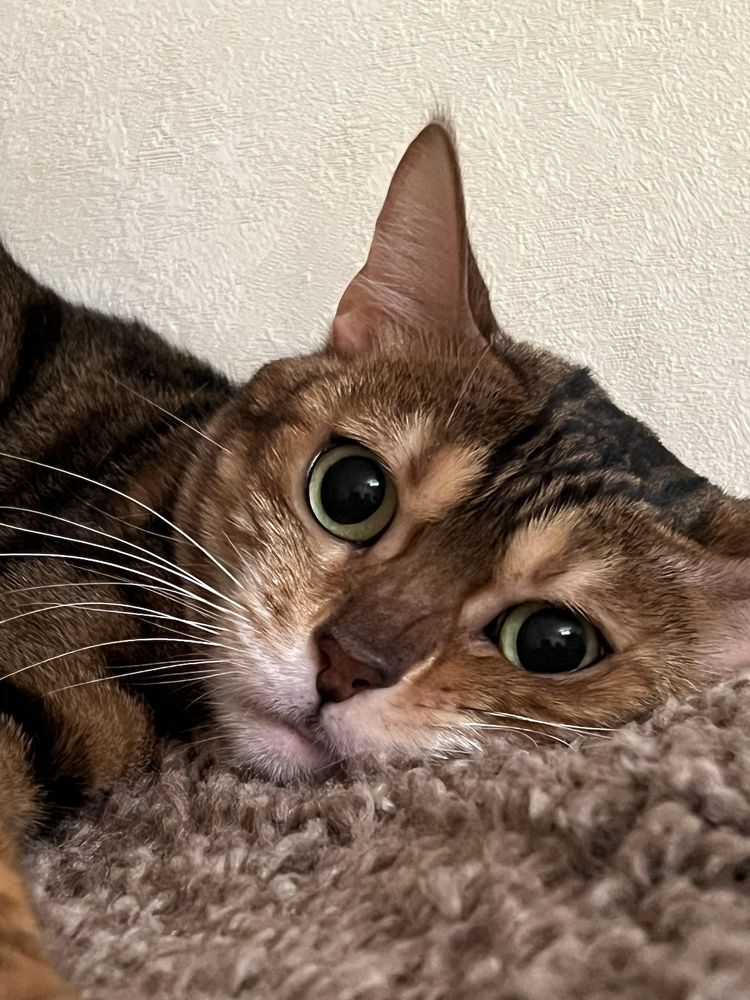 Photograph by Ольга Лазебникова