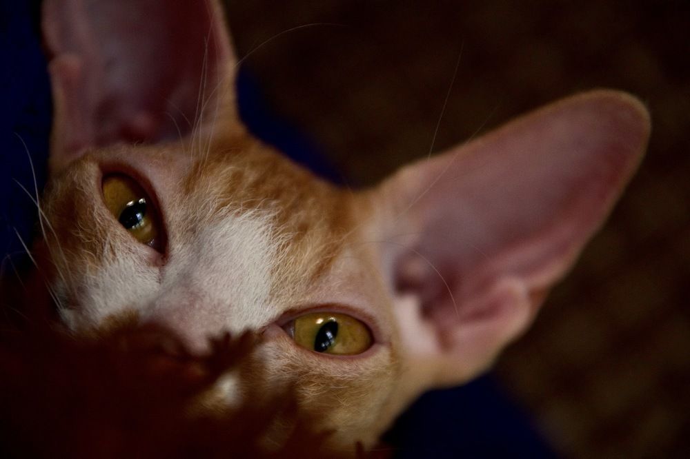 Симона невидимка