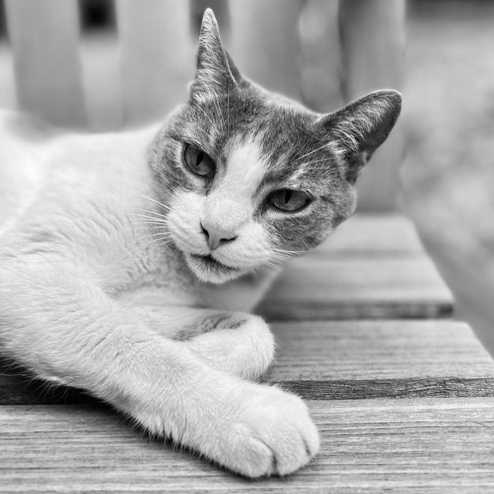 Photograph by Christine ECHEVET-ADAM de VILLIERS