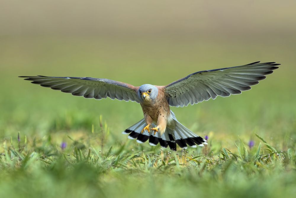 Фотография автора Manish Nikte