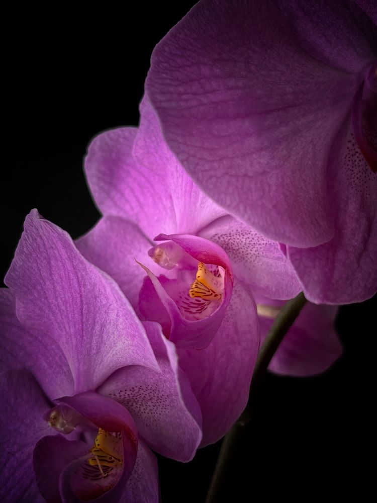 Photograph by Ольга Томашевич