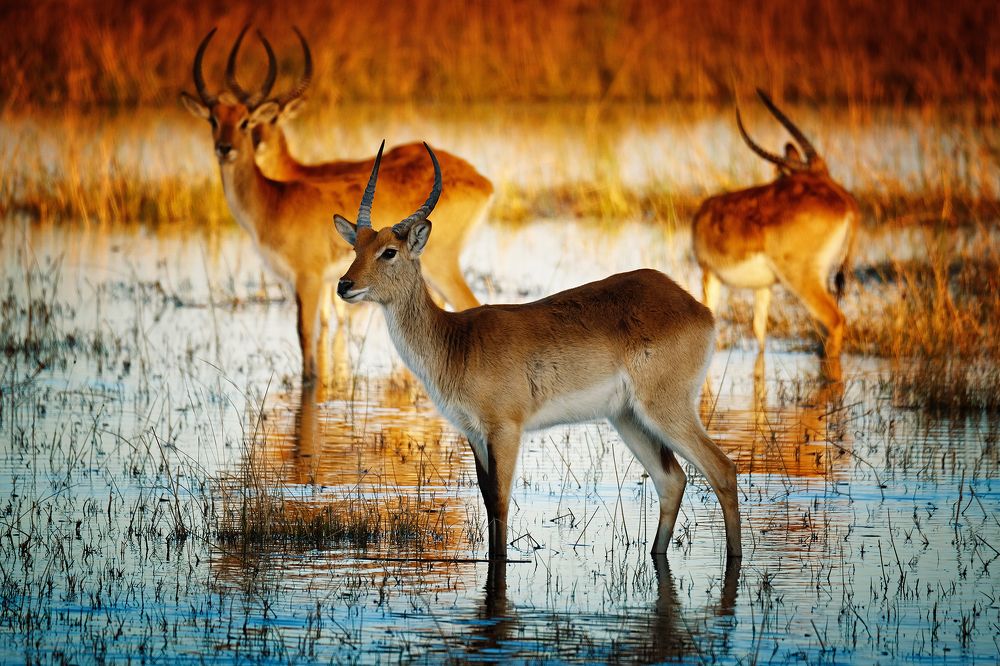 Photograph by Ирина Худзинская