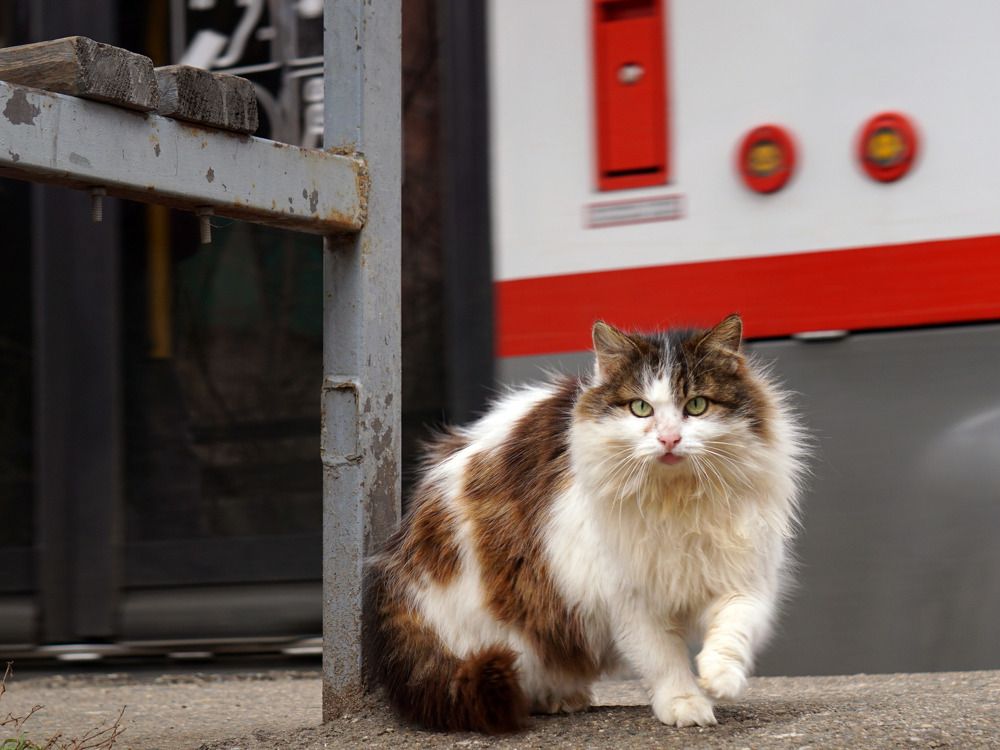 Photograph by Дмитрий Лобанов