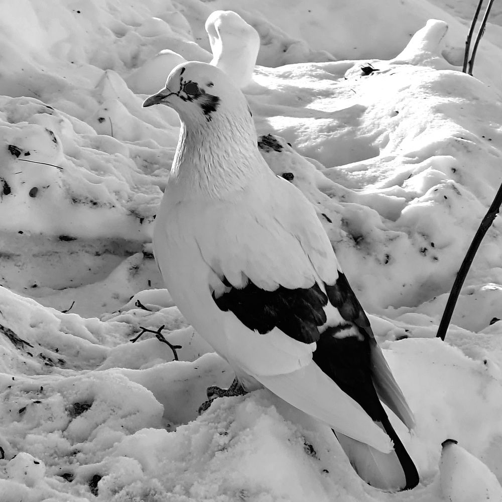 Мобильная фотография:черно-белое