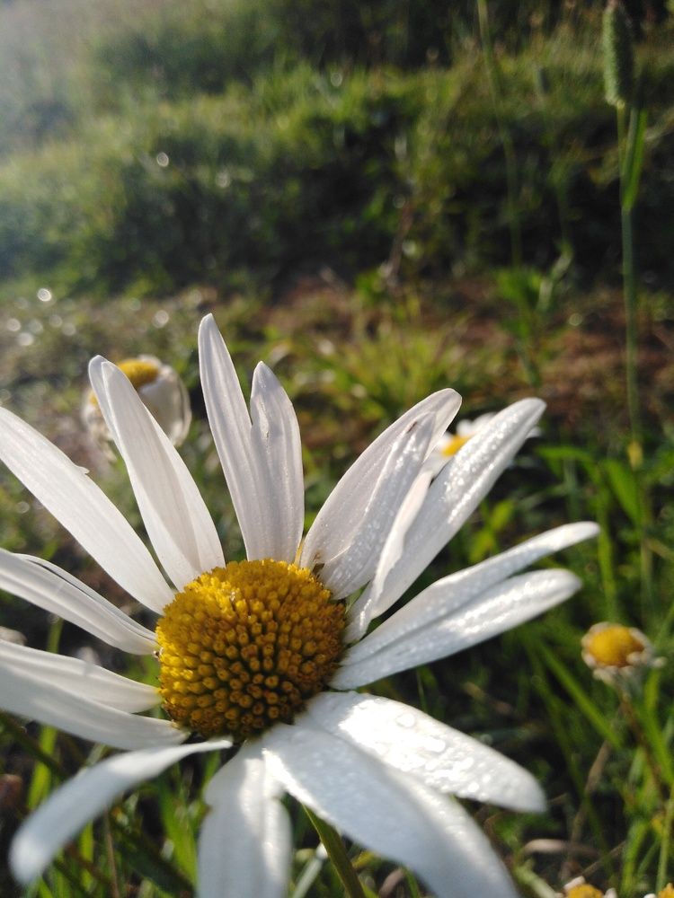Photograph by Ангелина