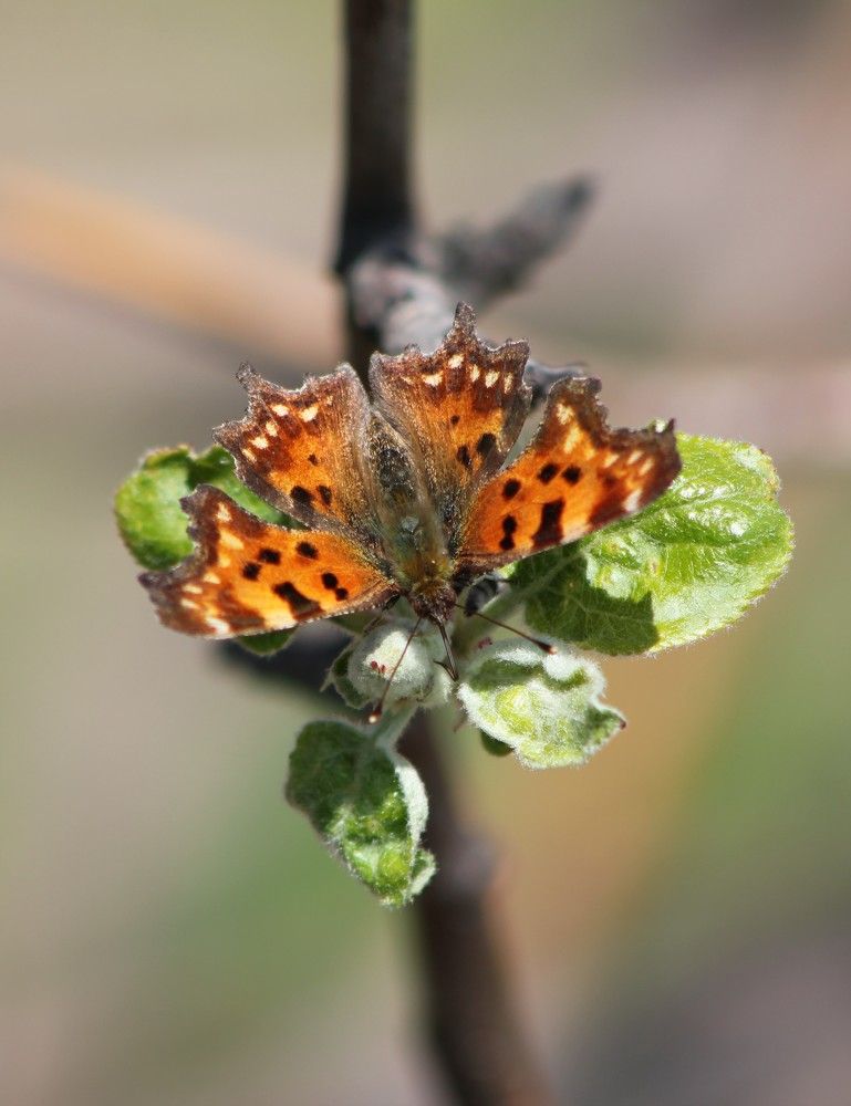 Photograph by Карина Варюхина