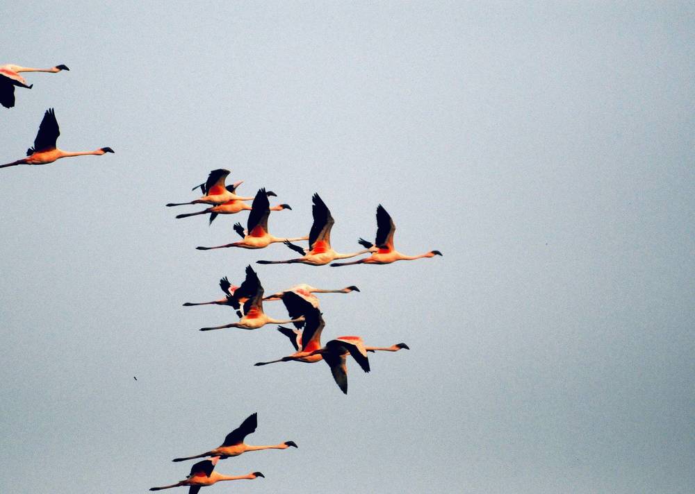 Bird Series