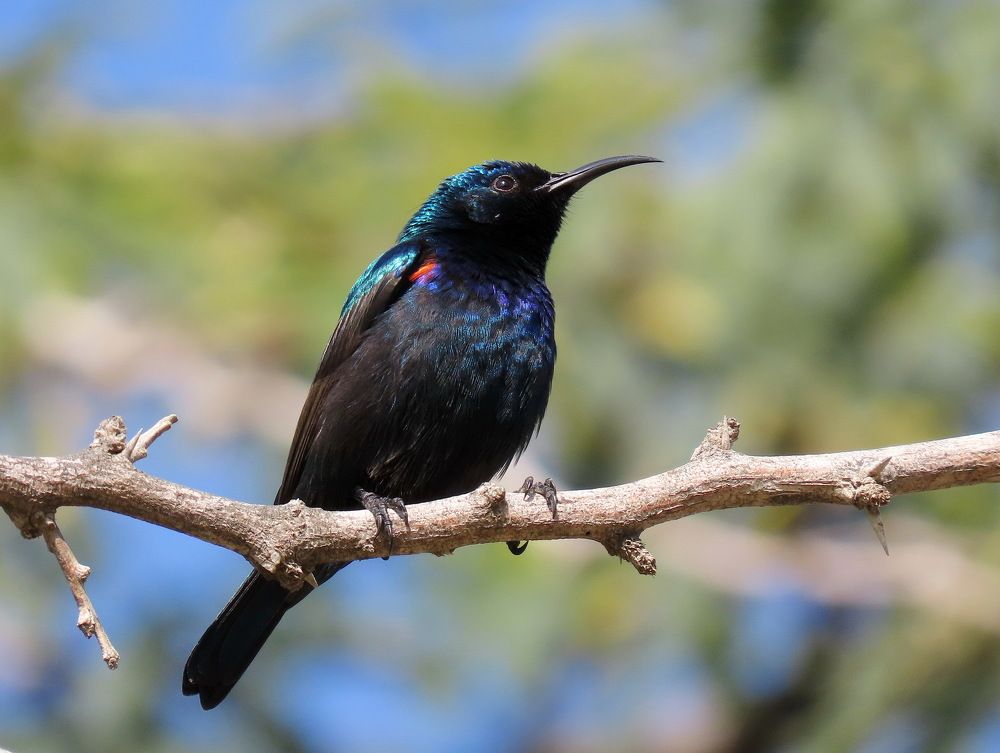 Палестинская нектарница