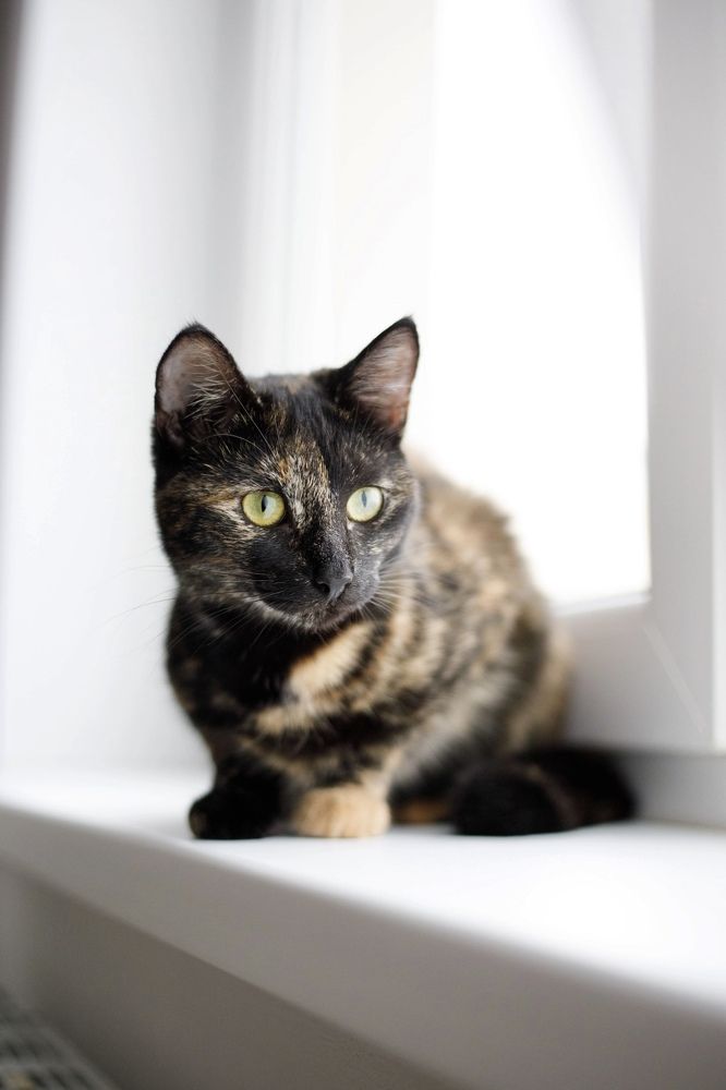 Фотография автора Ольга Трифонова