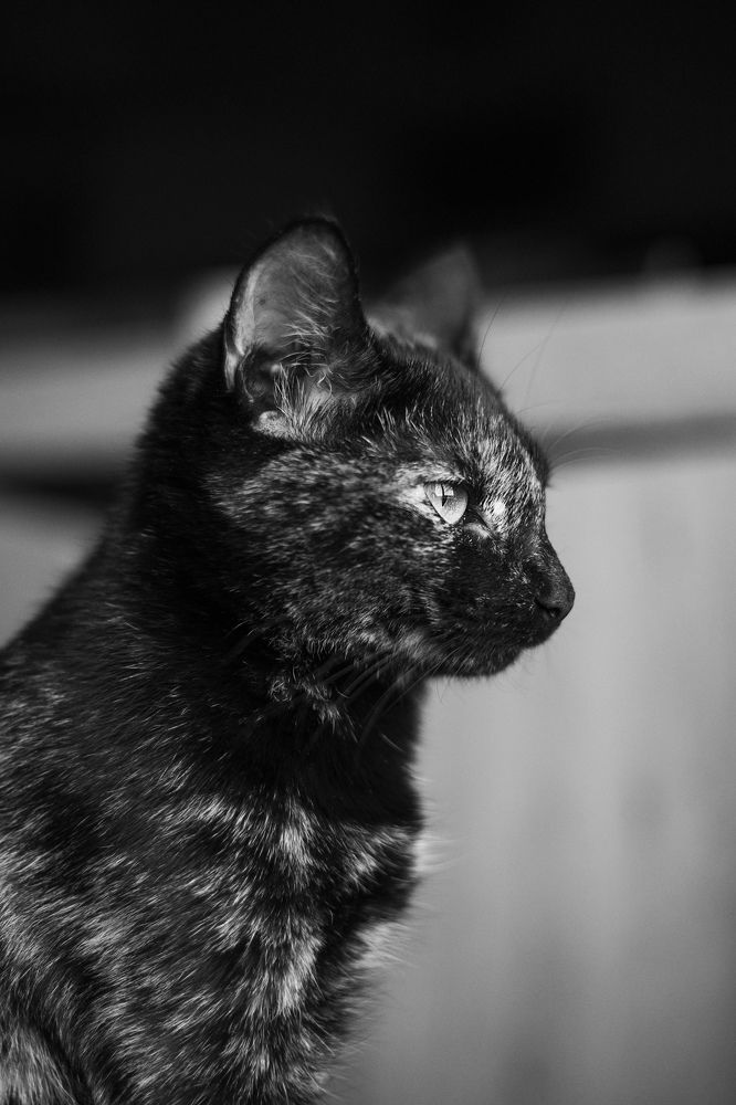 Фотография автора Ольга Трифонова